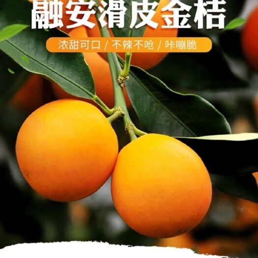 融安县 融安滑皮金桔