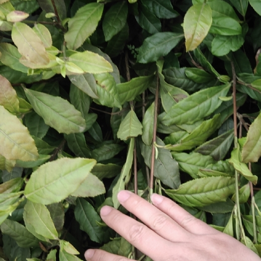 雅安保靖黄金1号茶苗  保靖黄金茶！苗好粗壮！成活率高！欢迎新老