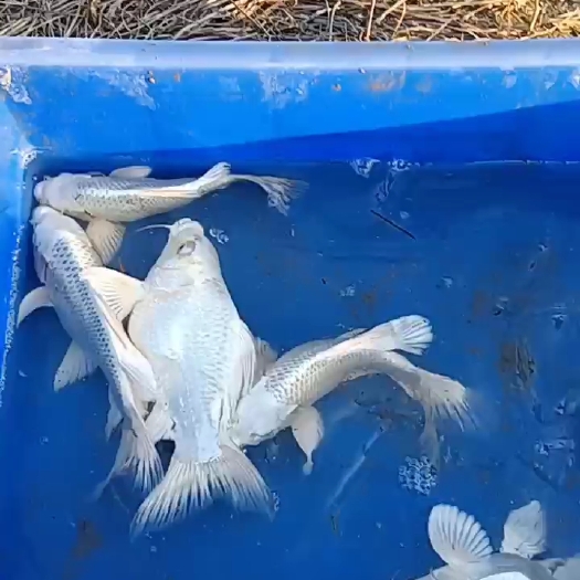 菏泽蝴蝶鲤 观赏鱼