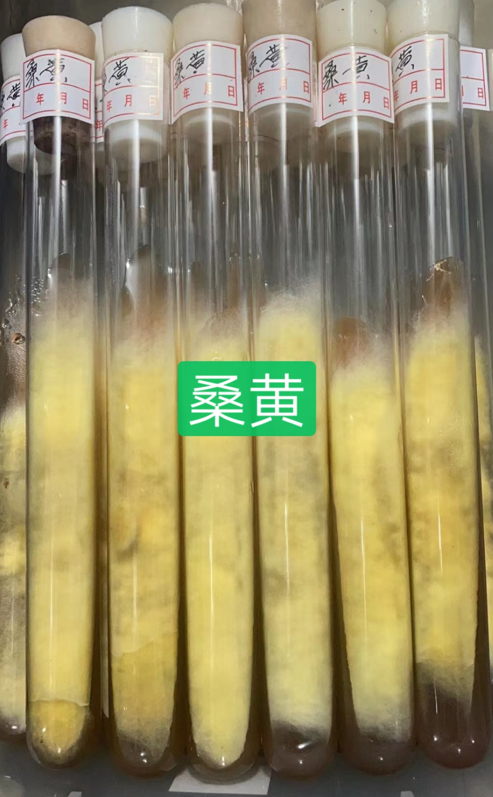 法库县桑黄菌种  桑黄母种试管