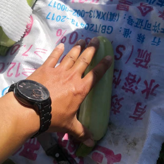 勐海县绿皮西葫芦 西葫芦