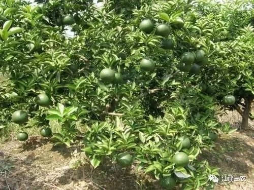 药枳壳苗   厚皮 现起现发  可视频采苗 提供种植技术