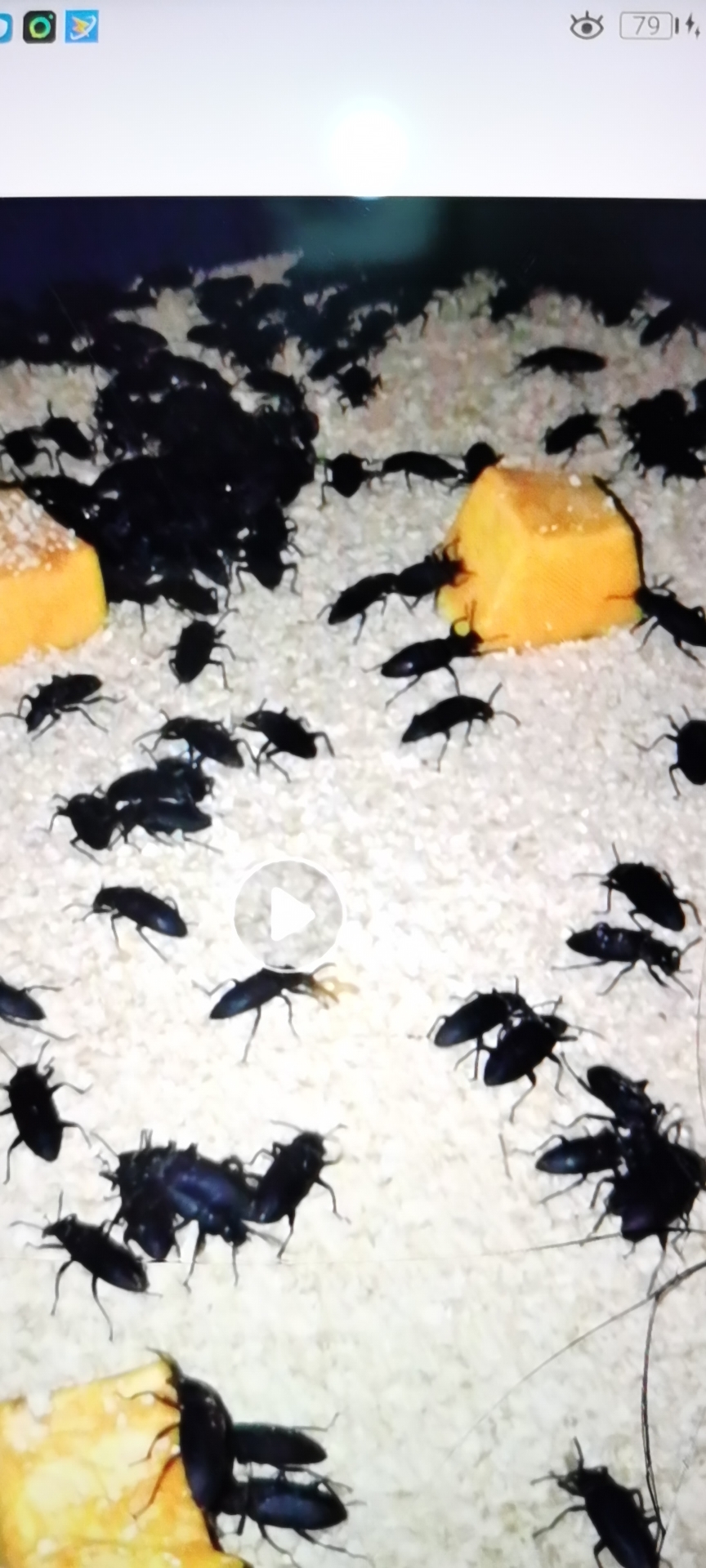 大麦虫  蛋白虫种虫母虫小黑虫