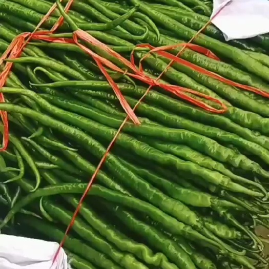 昆明 线椒青线椒商超货 电商货整车发8号辣椒