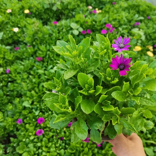 宜良县南非万寿菊，云南昆明万寿菊种植园一手货源