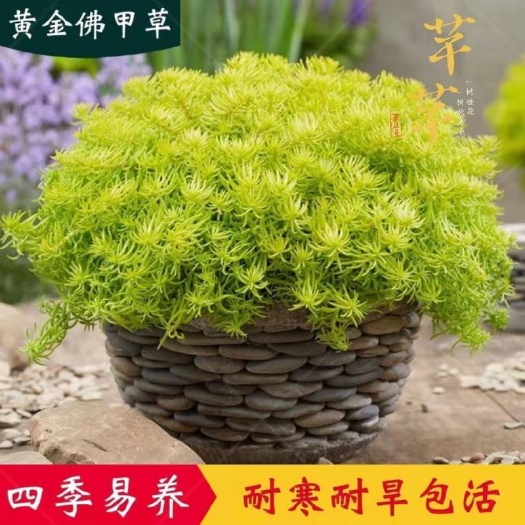 沭阳县 黄金佛甲草盆栽四季常绿耐寒耐旱多年生地被植物适用于各种绿化