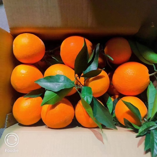 奉节长虹脐橙 重庆奉节喻应平自家种橙子
