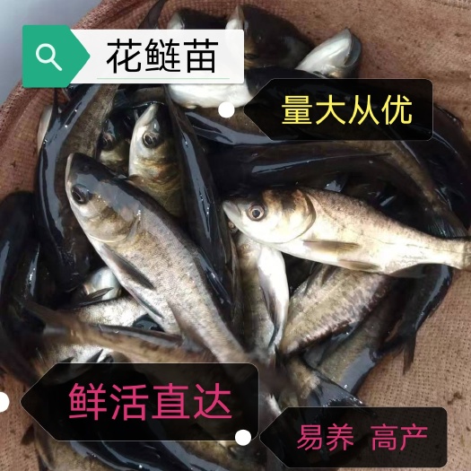 花鲢  白鲢鱼苗，产地直销，提供技术指导，包邮