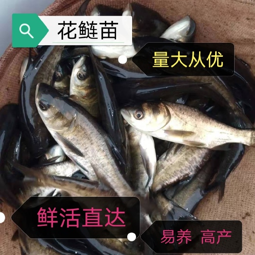 大理市花鲢  白鲢鱼苗，产地直销，提供技术指导，包邮