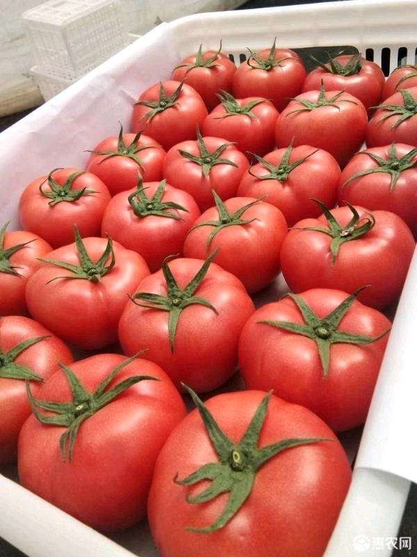 硬粉西红柿  沙瓤西红柿大量上市，对接电商平台，超市，商超首