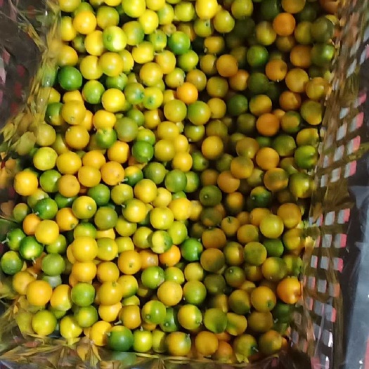 阳朔县脆皮金桔 滑皮金桔