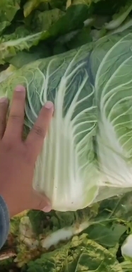 菏泽黄心大白菜大量上市，大量供应，`北京三号青杂三号