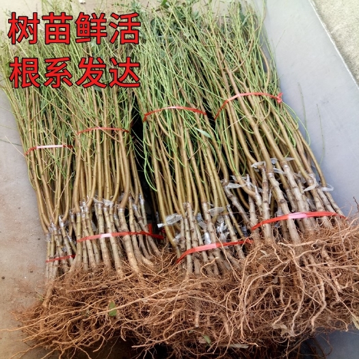 大姚县油桃苗