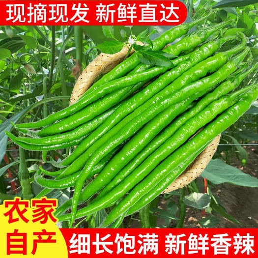 遂溪县线椒