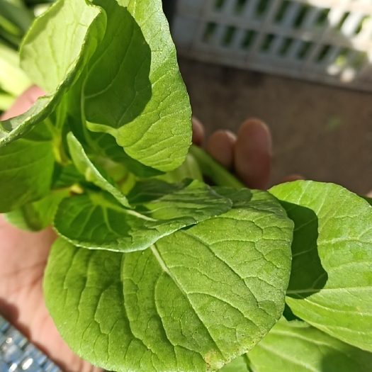 太和县推荐，上海青，（食品厂），精品，小，中，大颗。