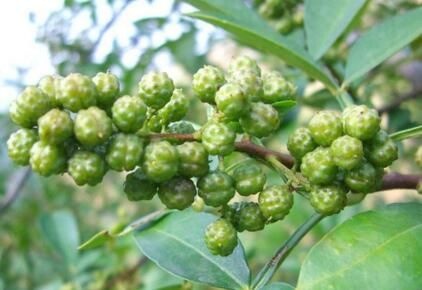 重庆市九叶青花椒苗 免费技术支持  现起现发 可视频采苗全过程