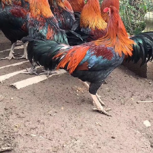 南宁杂交斗鸡苗，肉质鲜美，结实，容易成活，包打预苗，