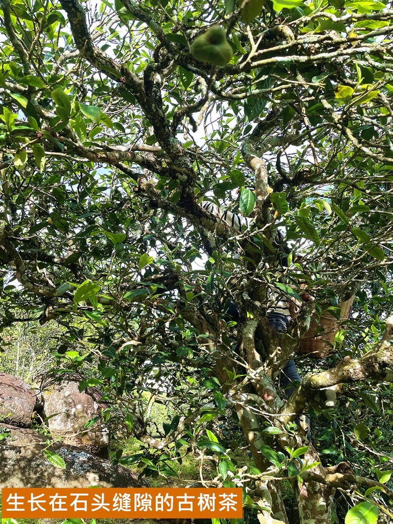 云南普洱茶 大树茶 古树茶