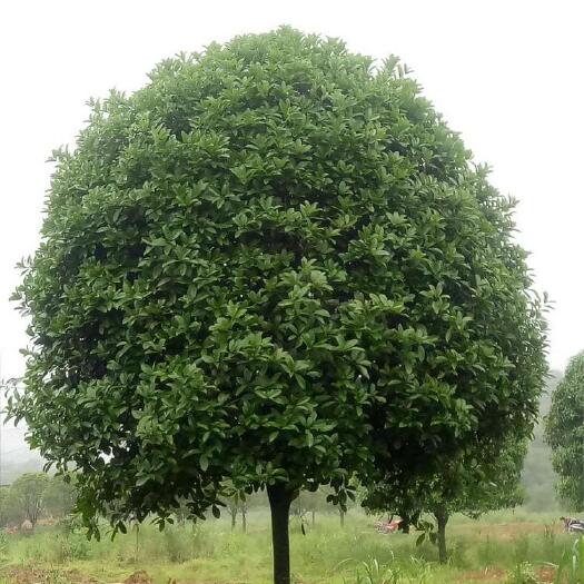 崇阳县八月桂 大量贵花树