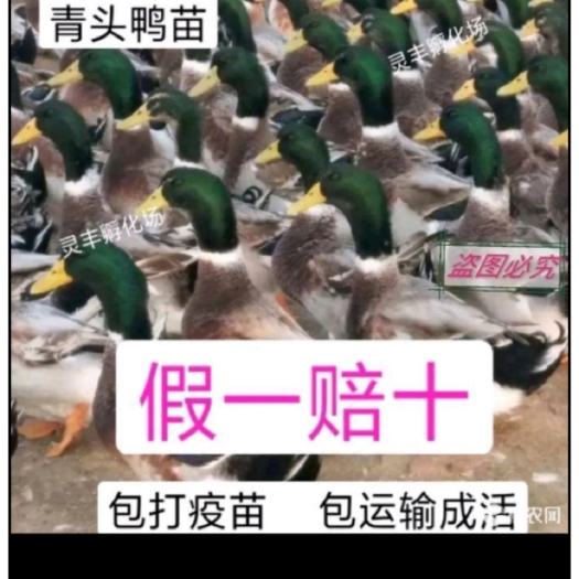 南宁 青头鸭麻鸭苗出厂包打疫苗