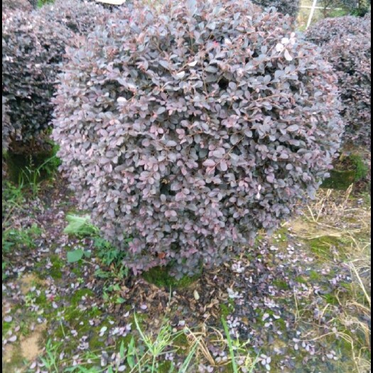 阳朔县黑珍珠红继木 红花续木球