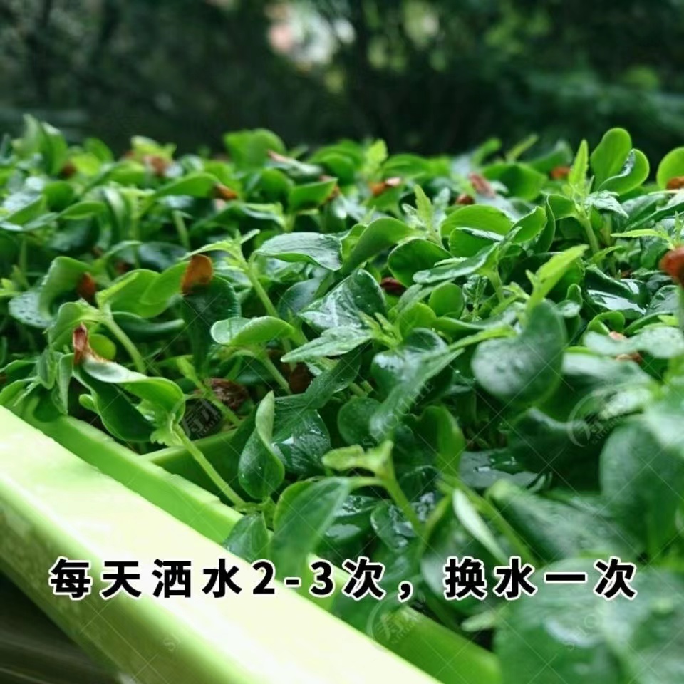 红油香椿种子正宗红油香椿籽 芽苗菜 绿油椿树 春树籽