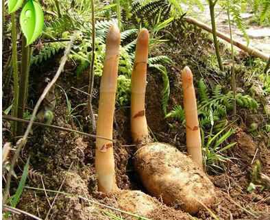 乌天麻  麻农直售云南小草坝鲜天麻炖鸡炖鸽子泡酒泡蜂蜜量大从优各种规格