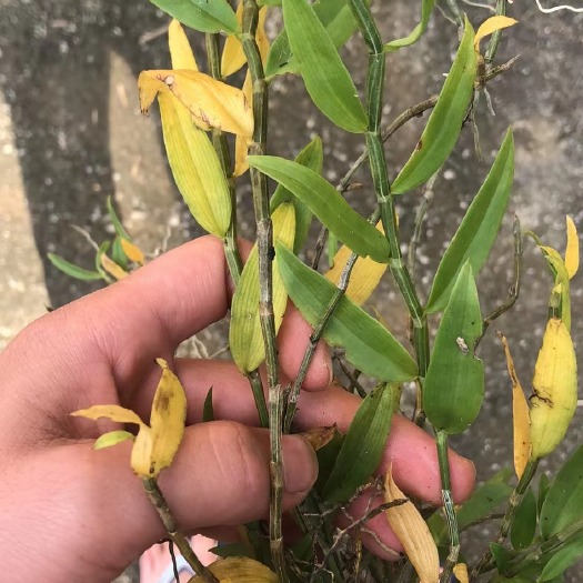 西畴县现有云南产地铁皮石斛，有意合作的可以来询问