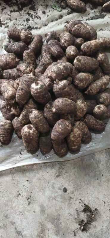 乌天麻  麻农直售云南小草坝鲜天麻炖鸡炖鸽子泡酒泡蜂蜜量大从优各种规格