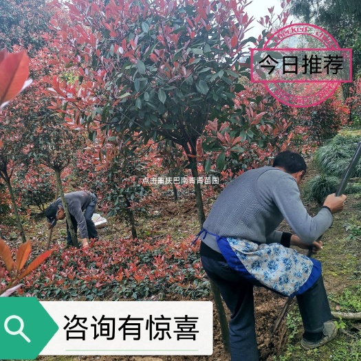 重庆市高杆红叶石楠  重庆巴南区红叶石楠树