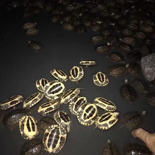 广州 石