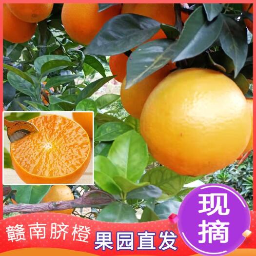 福安市新鲜赣南脐橙/当季水果/农家果园