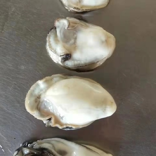 阳西县 生蚝肉