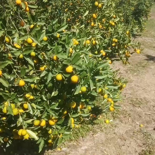全州县脆皮金桔 脆皮金橘，产地批发，价格适中，大量有货。欢迎各位光临，合作