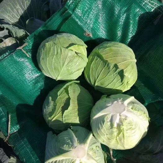 嘉鱼县奥奇娜甘蓝 奥其娜扁包大量供应
