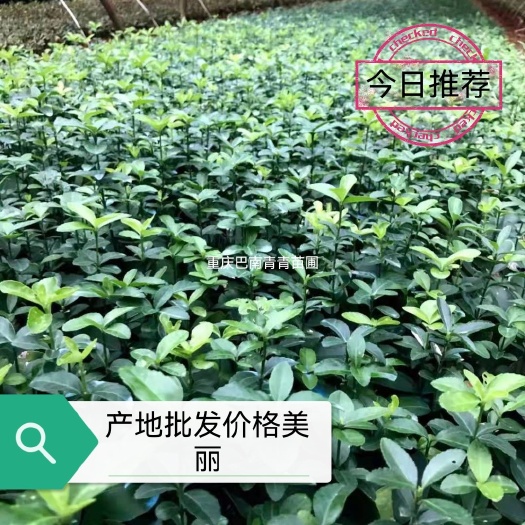 重庆市重庆巴南万年青地苗批发
