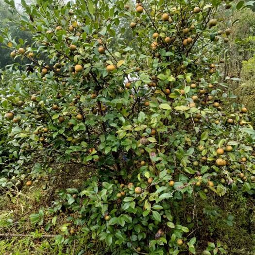 始兴县 山茶油