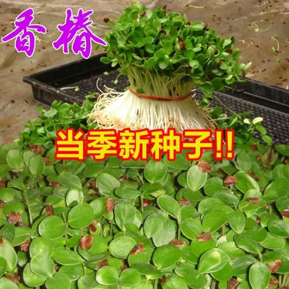 红油香椿种子正宗红油香椿籽 芽苗菜 绿油椿树 春树籽