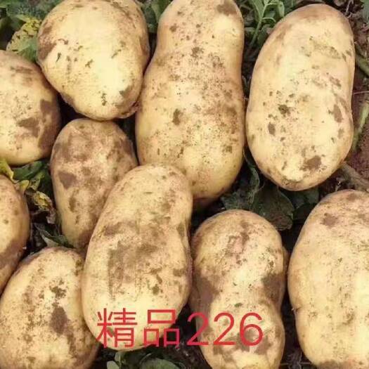 围场县226土豆  精品白心土豆:个头大颜色好薯型优美，沙地种植，物美价廉。