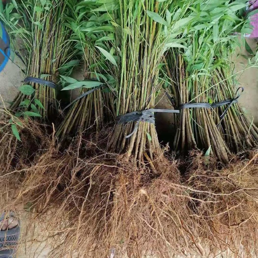 阳朔县毛桃苗，实生毛桃苗，嫁接用实生毛桃苗。