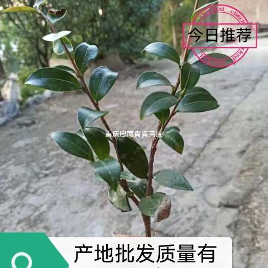 重庆市重庆巴南区茶梅基地批发