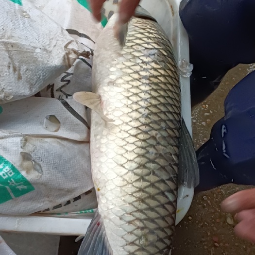 新宁县公鱼 大量批发水库鱼，有草鱼，鲤鱼，鲫鱼，大头鱼，大青鱼，白鲢鱼等