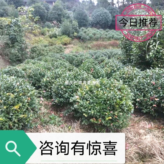 重庆精品茶梅基地批发