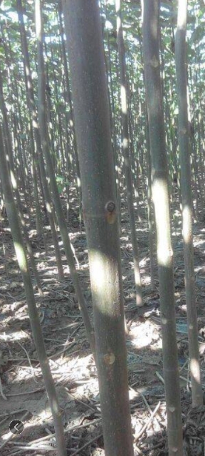  泡桐