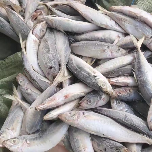 北海鳡鱼  北海棍子鱼