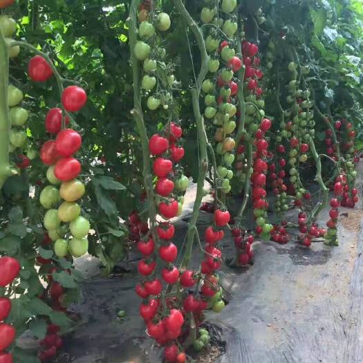番茄种子 粉红色小番茄种子圣女果一袋2400粒