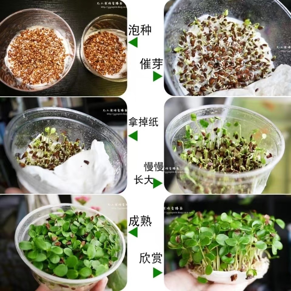 红油香椿种子正宗红油香椿籽 芽苗菜 绿油椿树 春树籽