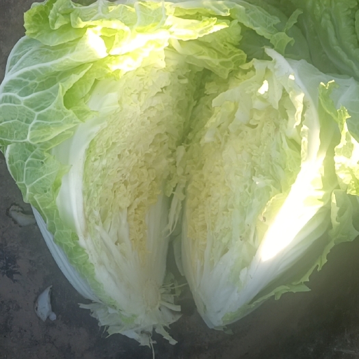 南乐县矮白菜 白菜结实