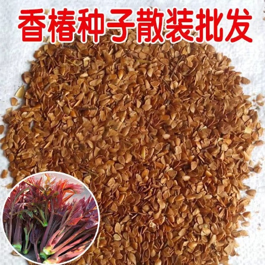 红油香椿种子正宗红油香椿籽 芽苗菜 绿油椿树 春树籽