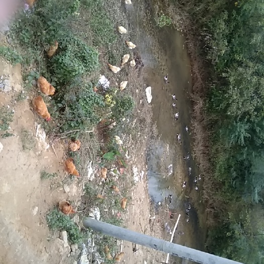 兴宁市灰鹅 鸡鹅水鸭士货